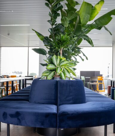 House of talents soft seating met plant